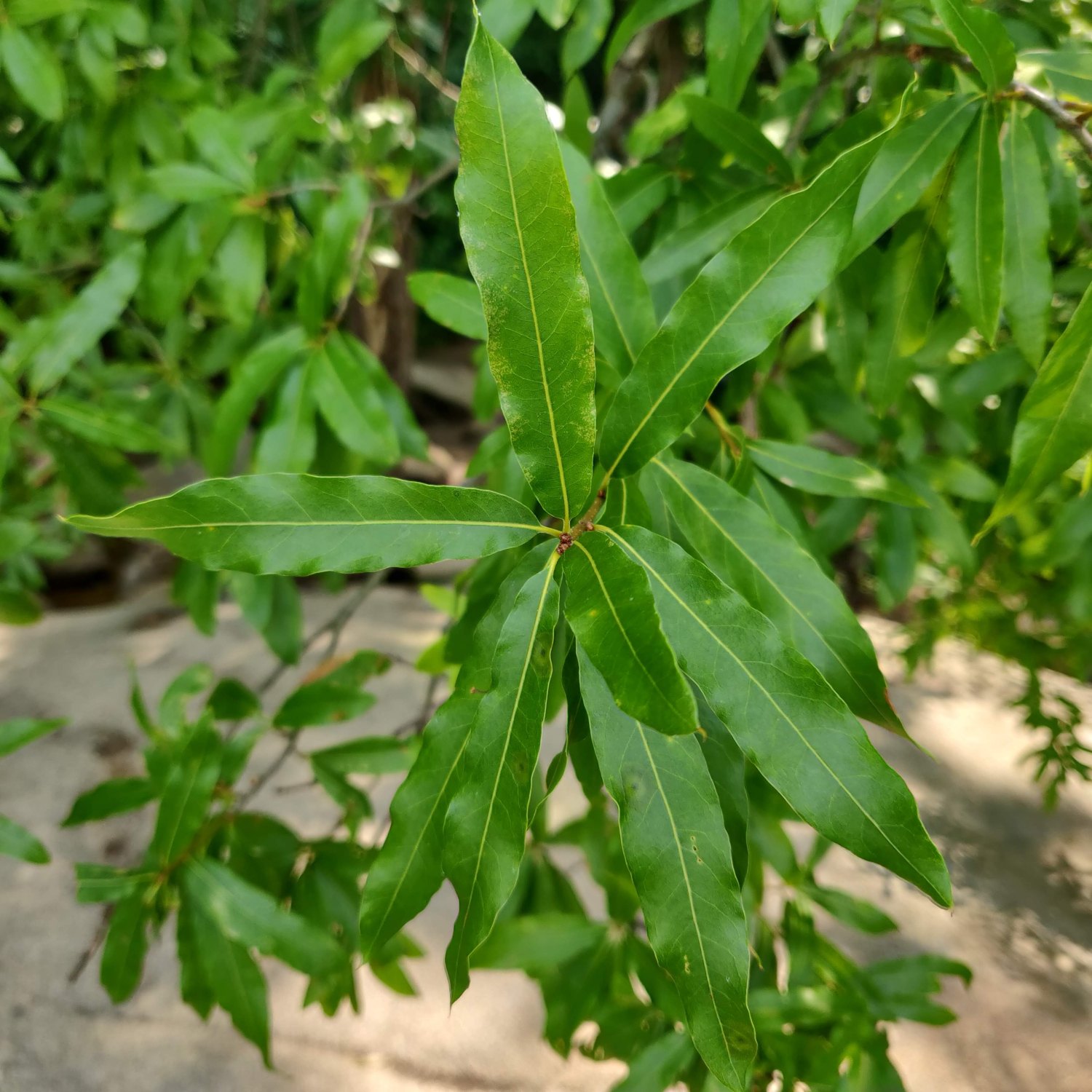 Bell Isle Leaves.jpg