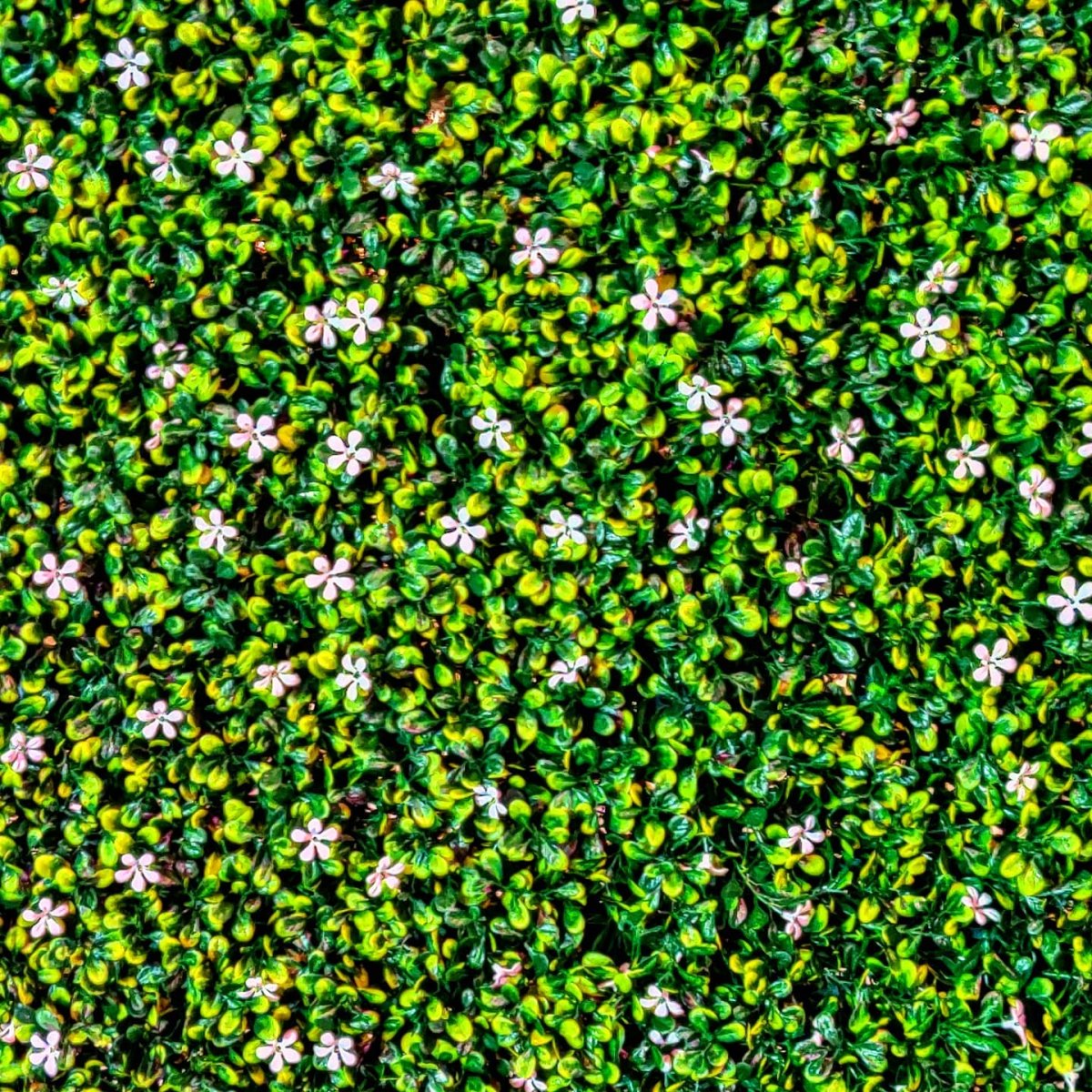 120637149_371289477383371_1709199478296503964_n_17860001717138779.jpg